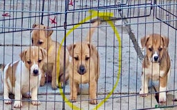 Jack Russell dogs for sale: Top Quality Gorgeous Tan Miniature Jack Russell  - Image 2