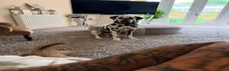 Dalmatian dogs for sale: Boss 4yr old dalmation in Waterlooville - Advert 3