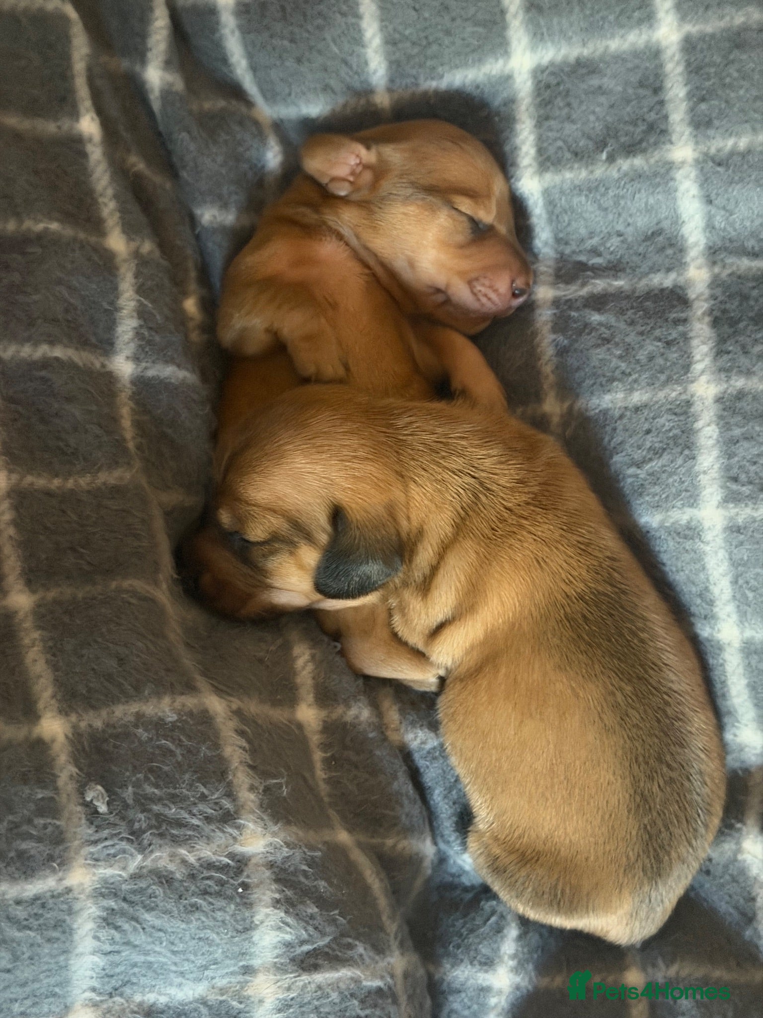 Miniature Dachshund dogs Beautiful Miniature Dachshund Puppies  - Advert 18