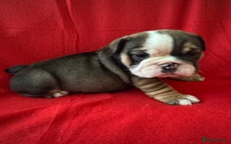 English Bulldog dogs for sale: KC Registered English Bulldog Puppies - Image 6