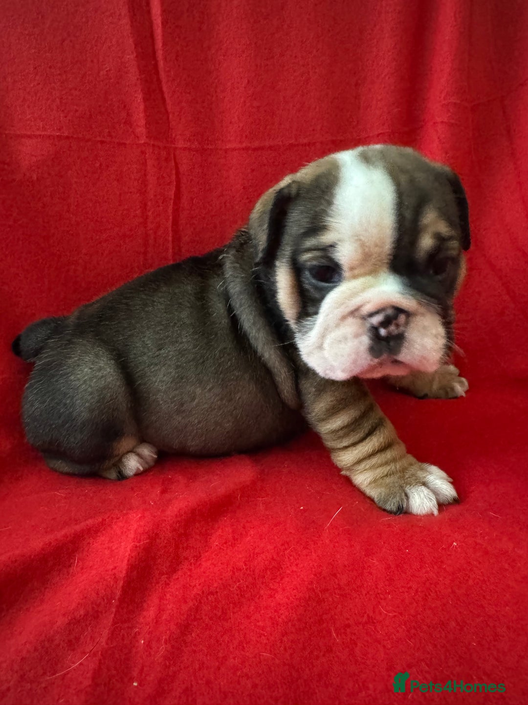 English Bulldog dogs for sale: KC Registered English Bulldog Puppies - Image 6