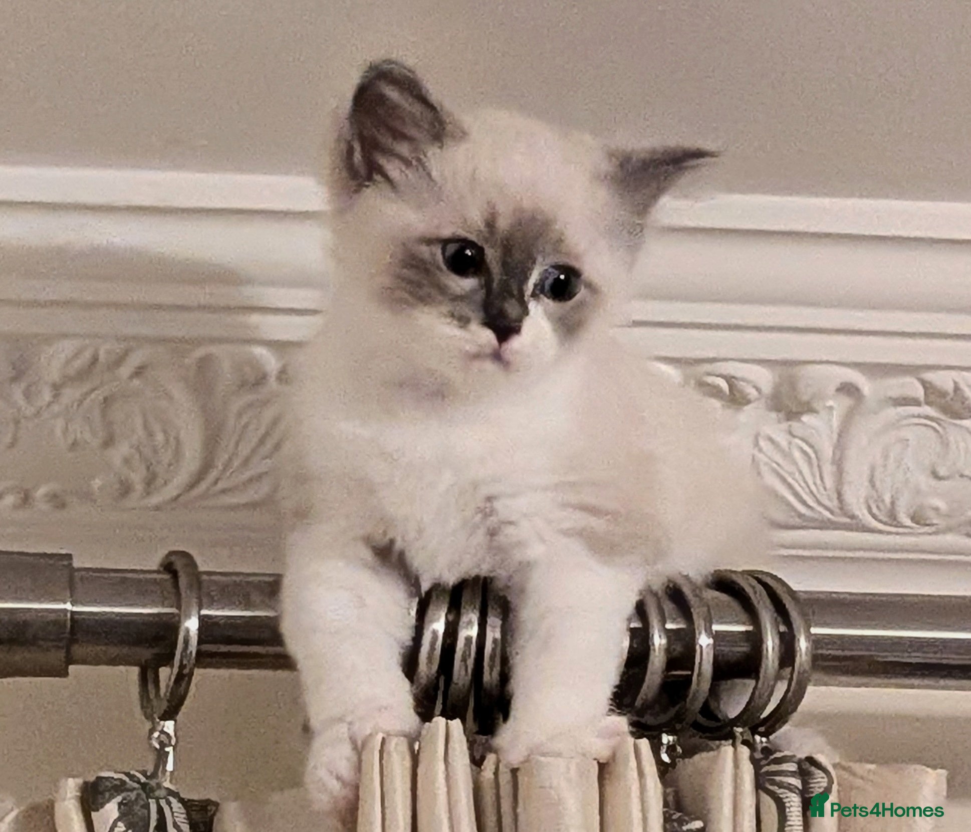 Ragdoll cats 🏆 GCCF Champion Ragdolls • Active Considered - Advert 2
