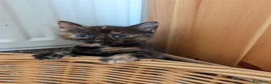 Mixed Breed 3