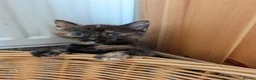 Mixed Breed cats for sale: Siberian X Bengal kittens for sale in Portsmouth - Advert 9