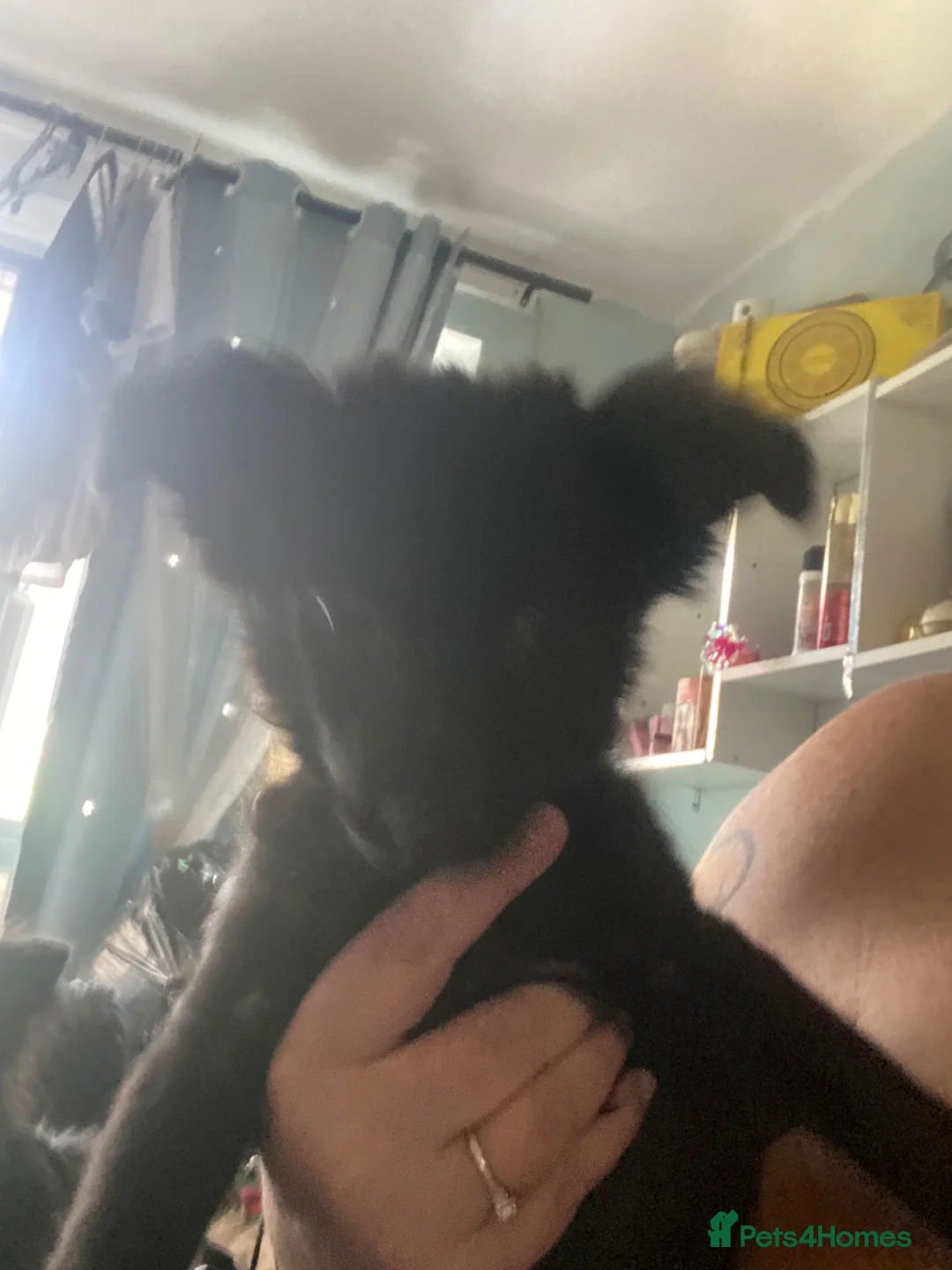 Maltipom dogs for sale: Price dropped for adorable Maltipom puppies  - Advert 2