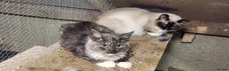 Maine Coon cats for sale: Maine Coon and Ragdoll mix - Advert 3
