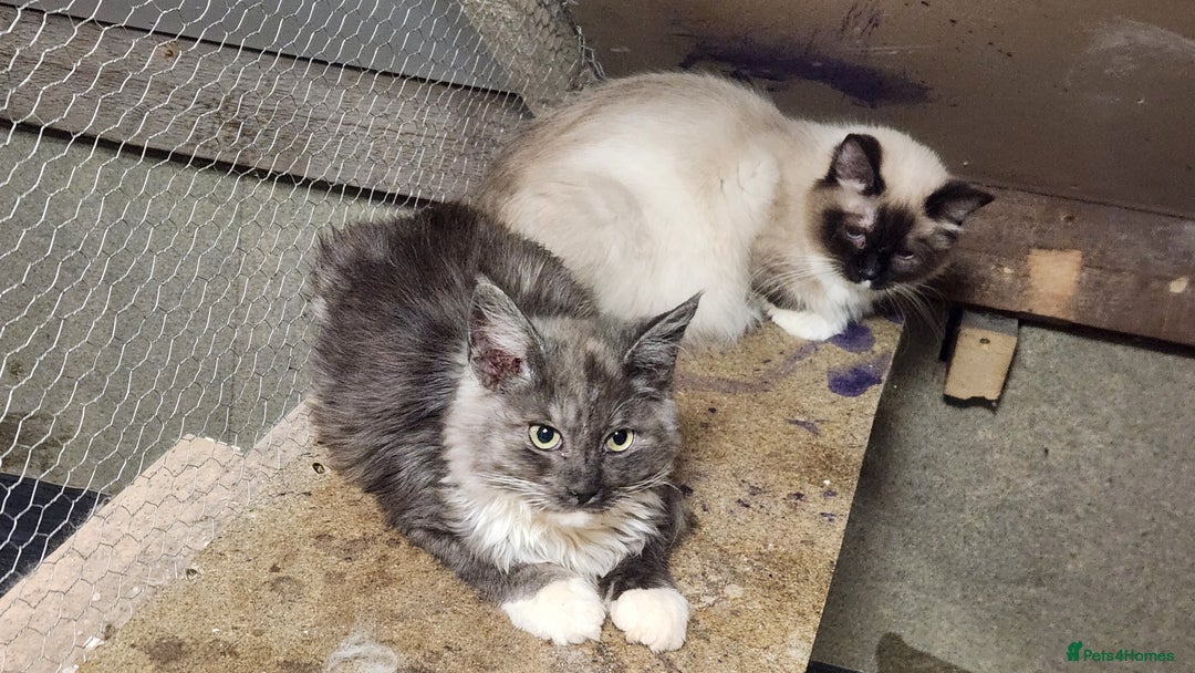 Maine Coon cats for sale: Maine Coon and Ragdoll mix - Advert 3