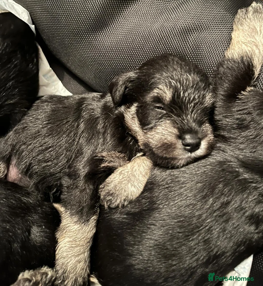 Miniature Schnauzer dogs for stud: Handsome black and silver Miniature Schnauzer  in Cambridge - Advert 35