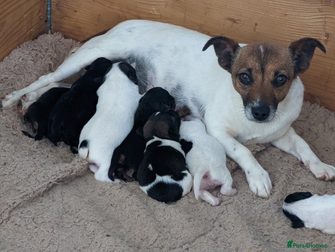 Jack Russell dogs for sale: Jack Russell  - Advert 13