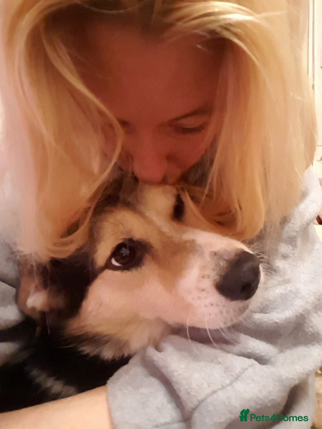 Mixed Breed dogs for adoption: Tara - Norwich Norfolk  - Advert 13