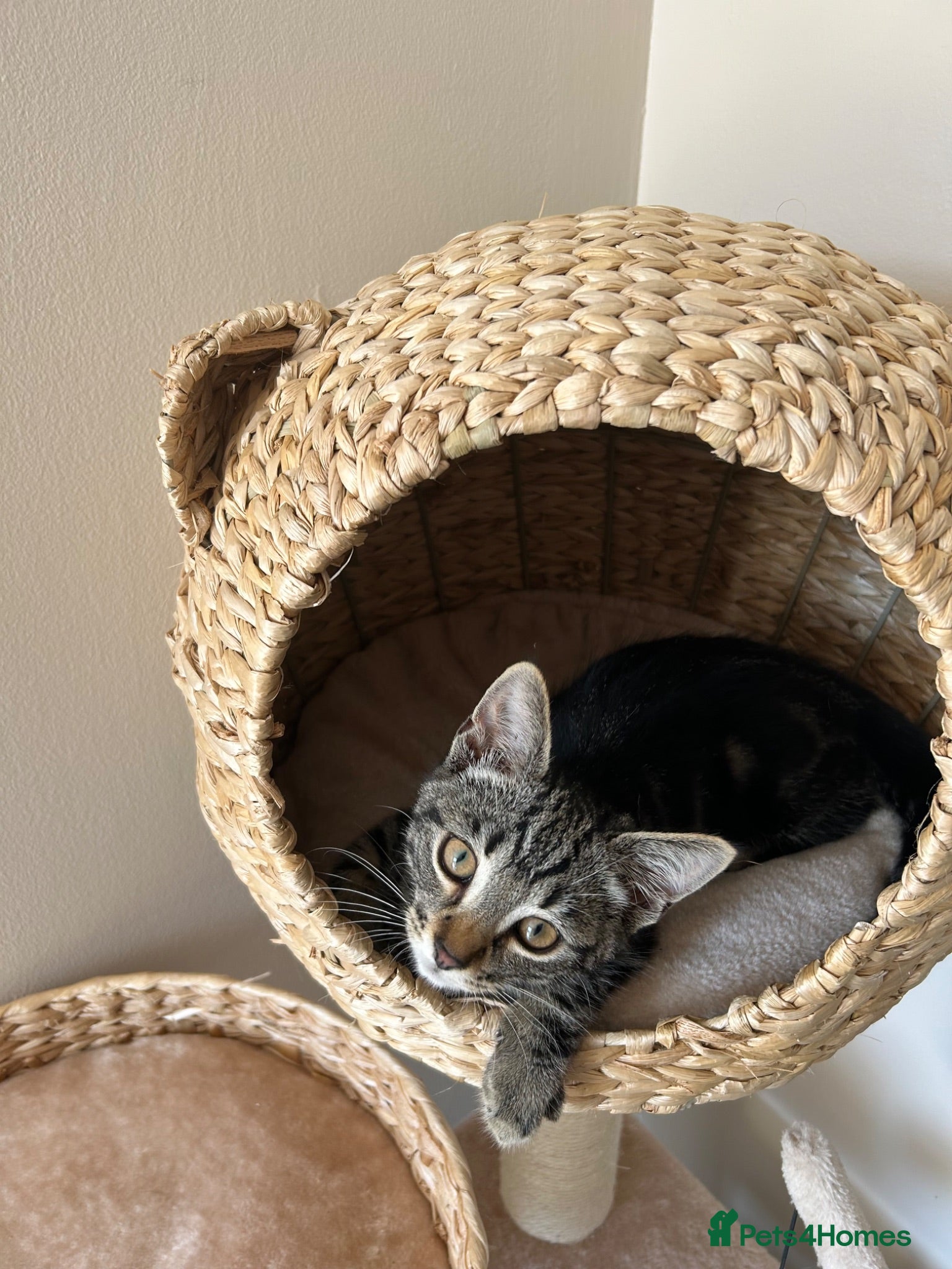 Domestic Shorthair cats 14 Week Male Kitten - Advert 1
