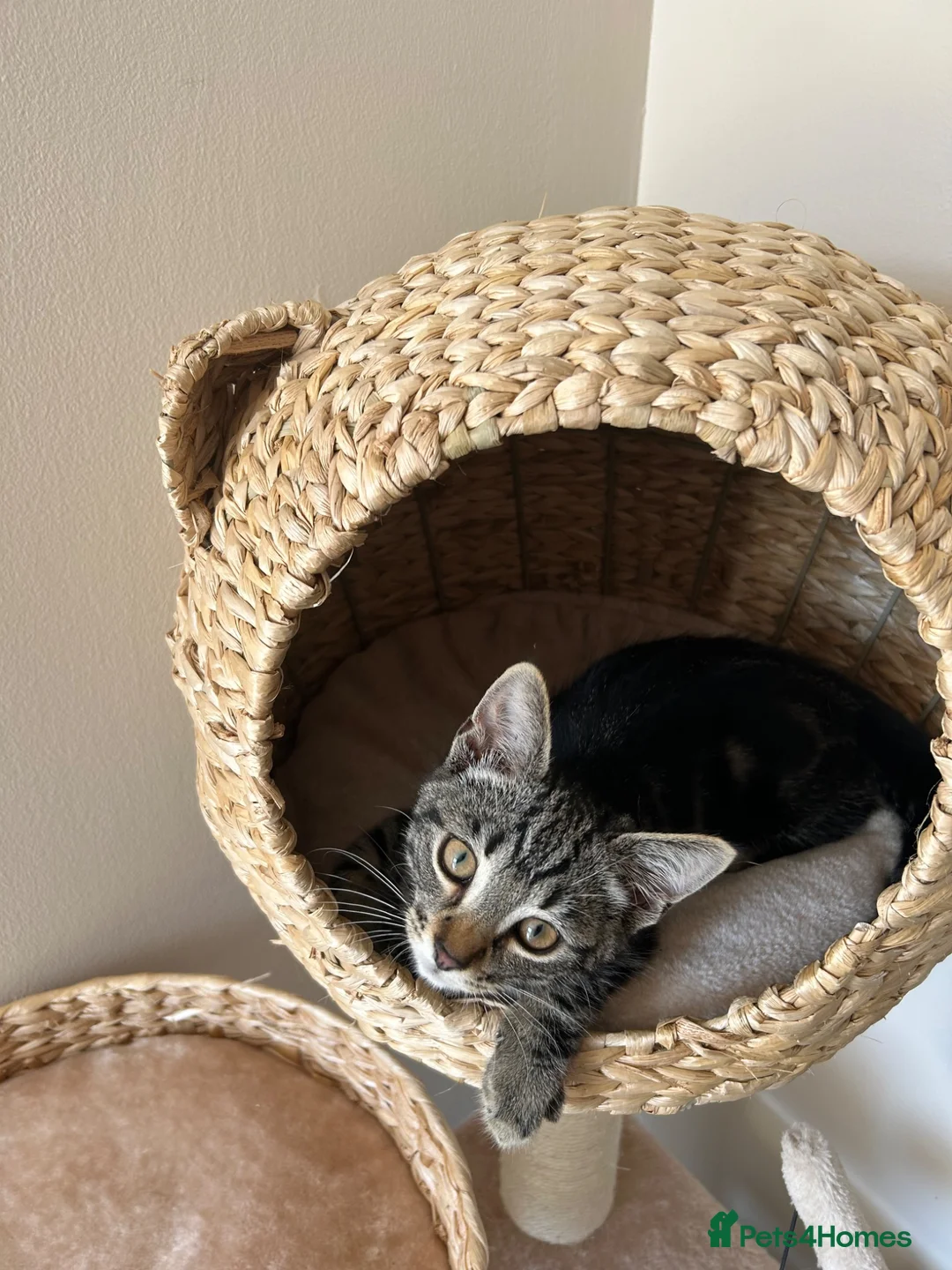 Domestic Shorthair cats for sale: 14 Week Male Kitten - Advert 1