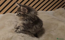 Maine Coon cats for sale: GCCF Registered Pedigree Maine Coon Kittens - Image 11