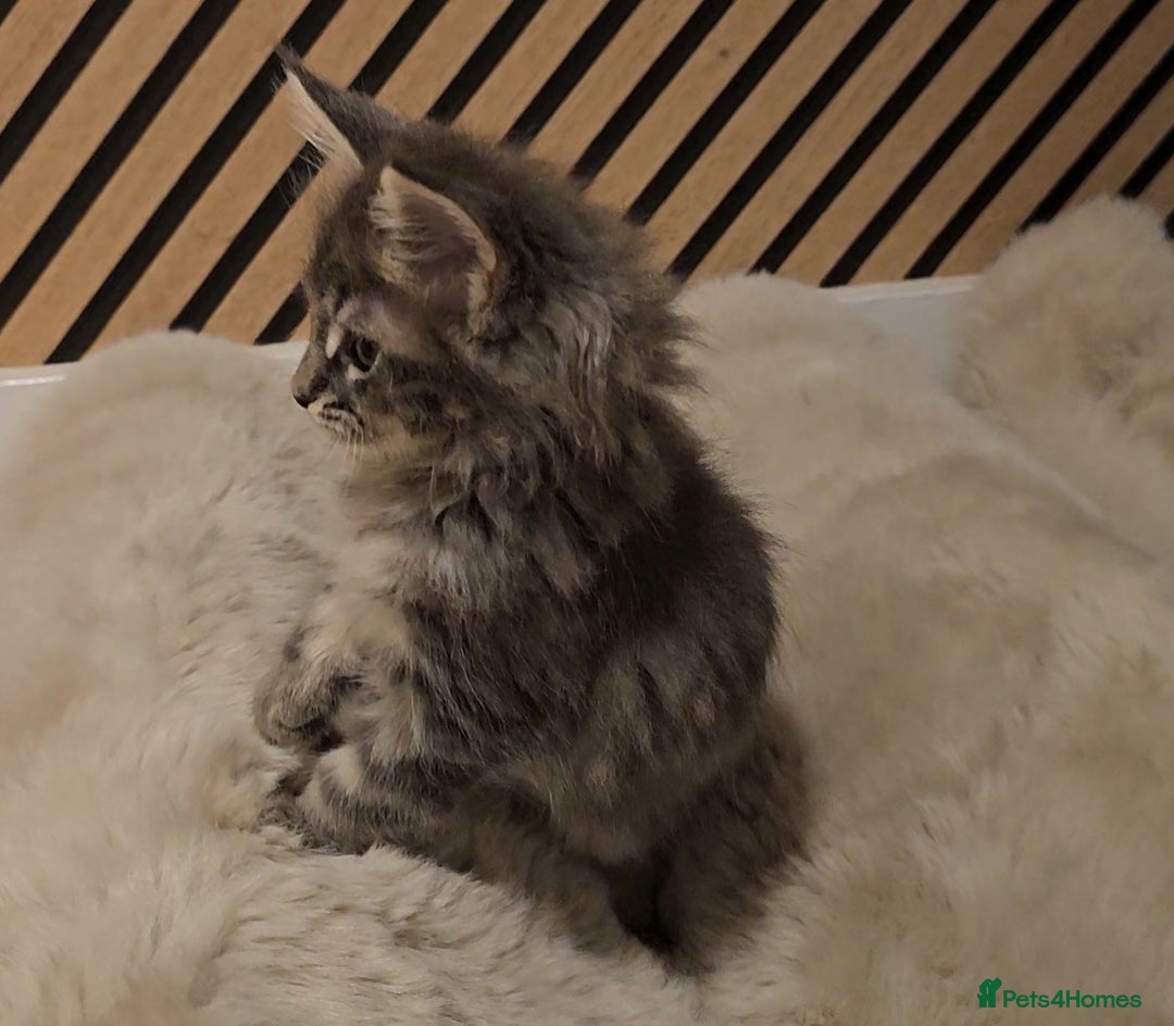 Maine Coon cats for sale: GCCF Registered Pedigree Maine Coon Kittens - Image 11