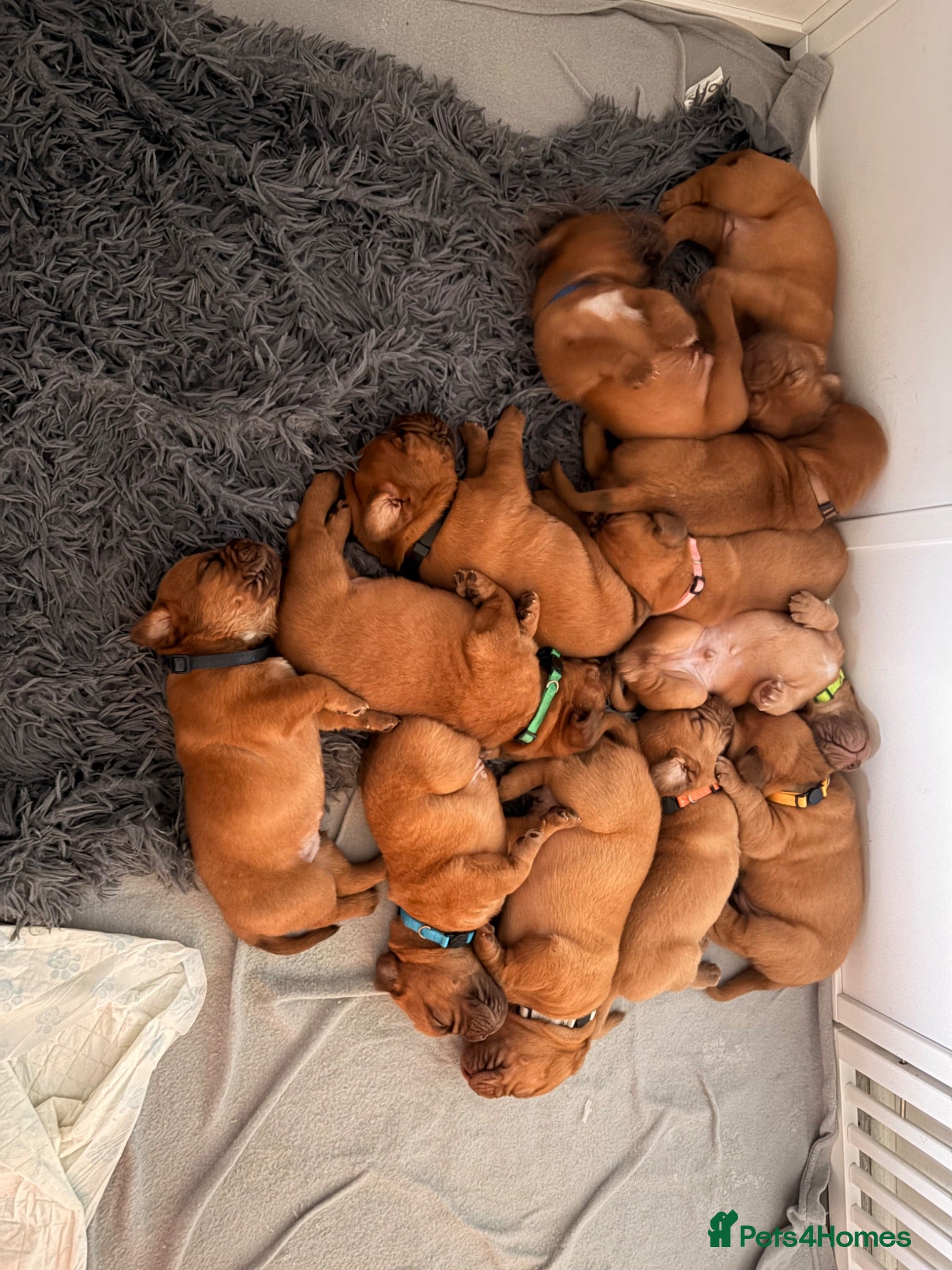 Dogue De Bordeaux dogs Stunning KC Dogue de Bordeaux Puppies - Advert 7