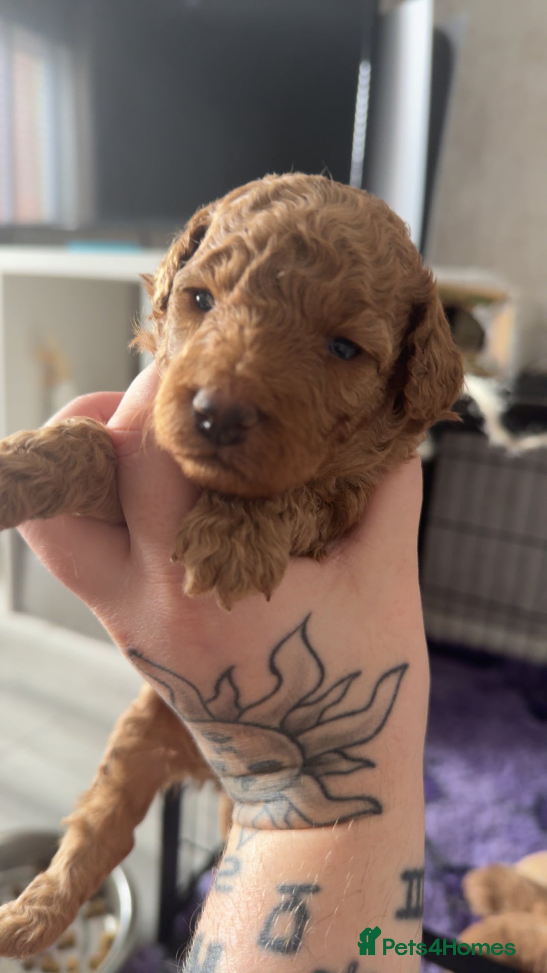 Schnoodle dogs for sale: Miniature Poodle X Schnoodle pups for sale - Image 8