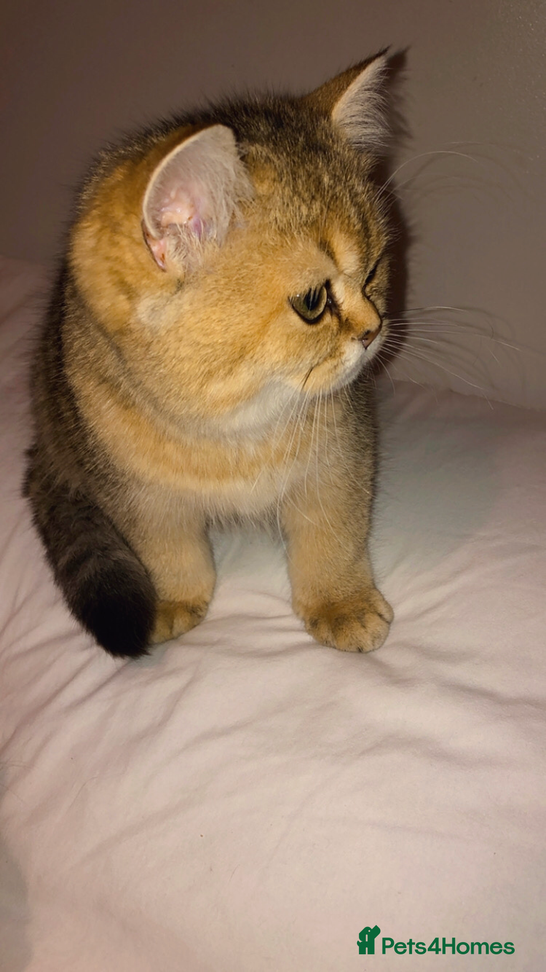 British Shorthair cats for sale: GOlD BRITISH SHORTHAIR KITTENS FOR SALE - Image 7