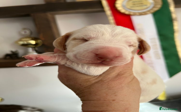 Bracco Italiano dogs - Advert 1
