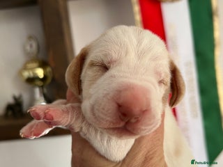 Bracco Italiano dogs - Advert 1