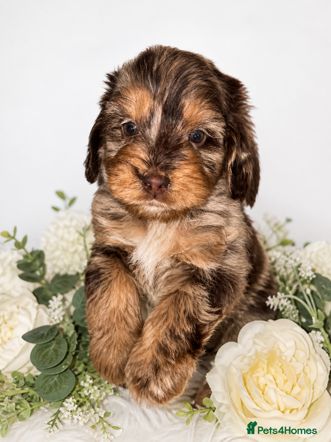 Cockapoo dogs Cockapoo Puppys ⭐️ - Advert 1