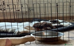 Sprocker dogs for sale: 8 glorious sprocker pups  - Image 2