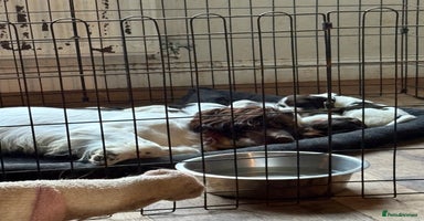 Sprocker dogs - Advert 4