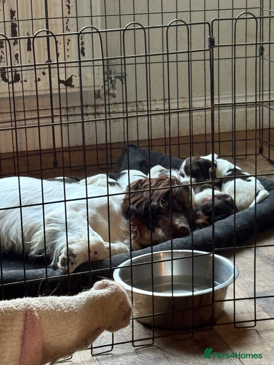 Sprocker dogs for sale: 8 glorious sprocker pups  - Image 2