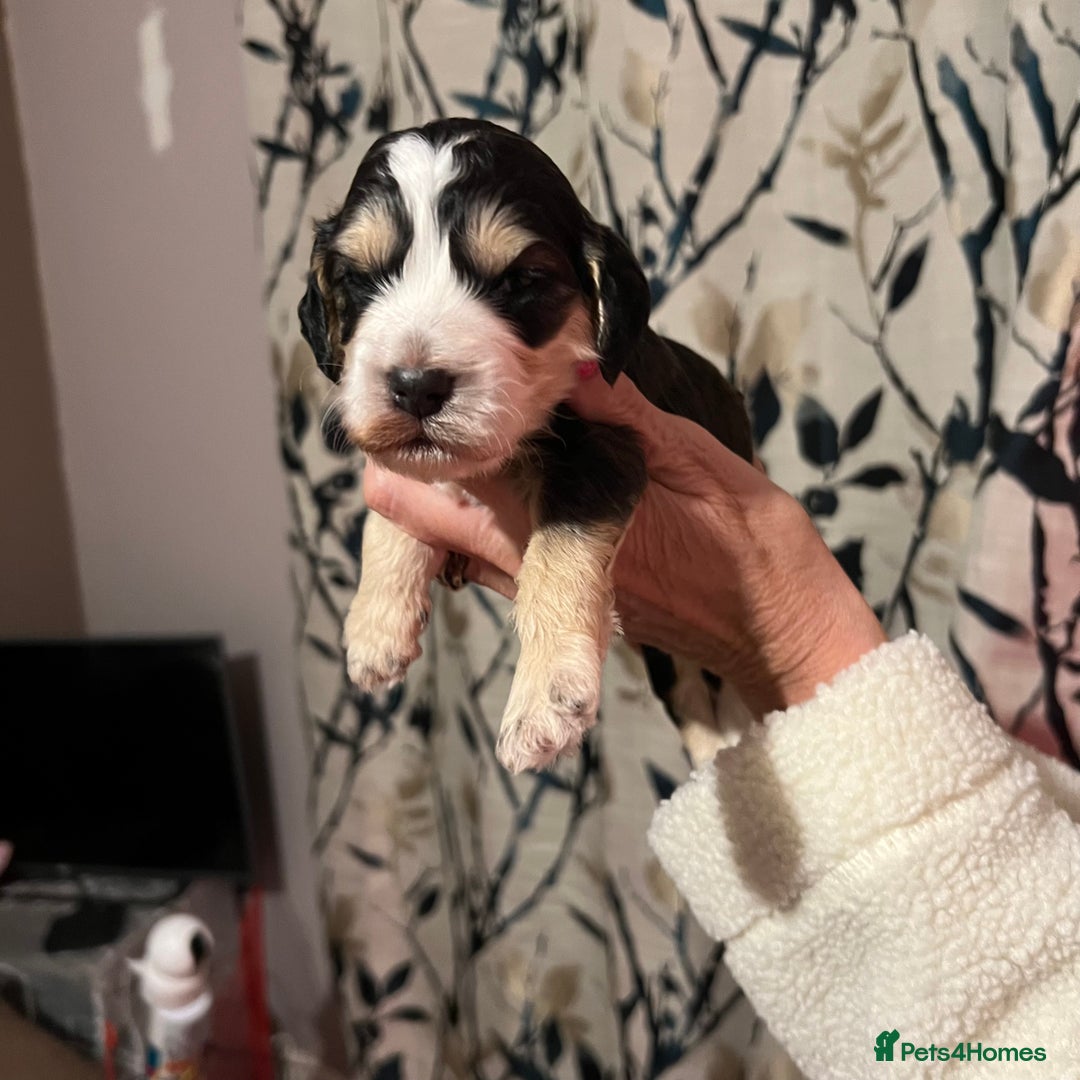 Cockapoo dogs for sale: F1b Cockerpoo puppies. - Image 25