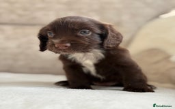 Cocker Spaniel dogs for sale: Stunning cocker spaniel puppies  - Image 8