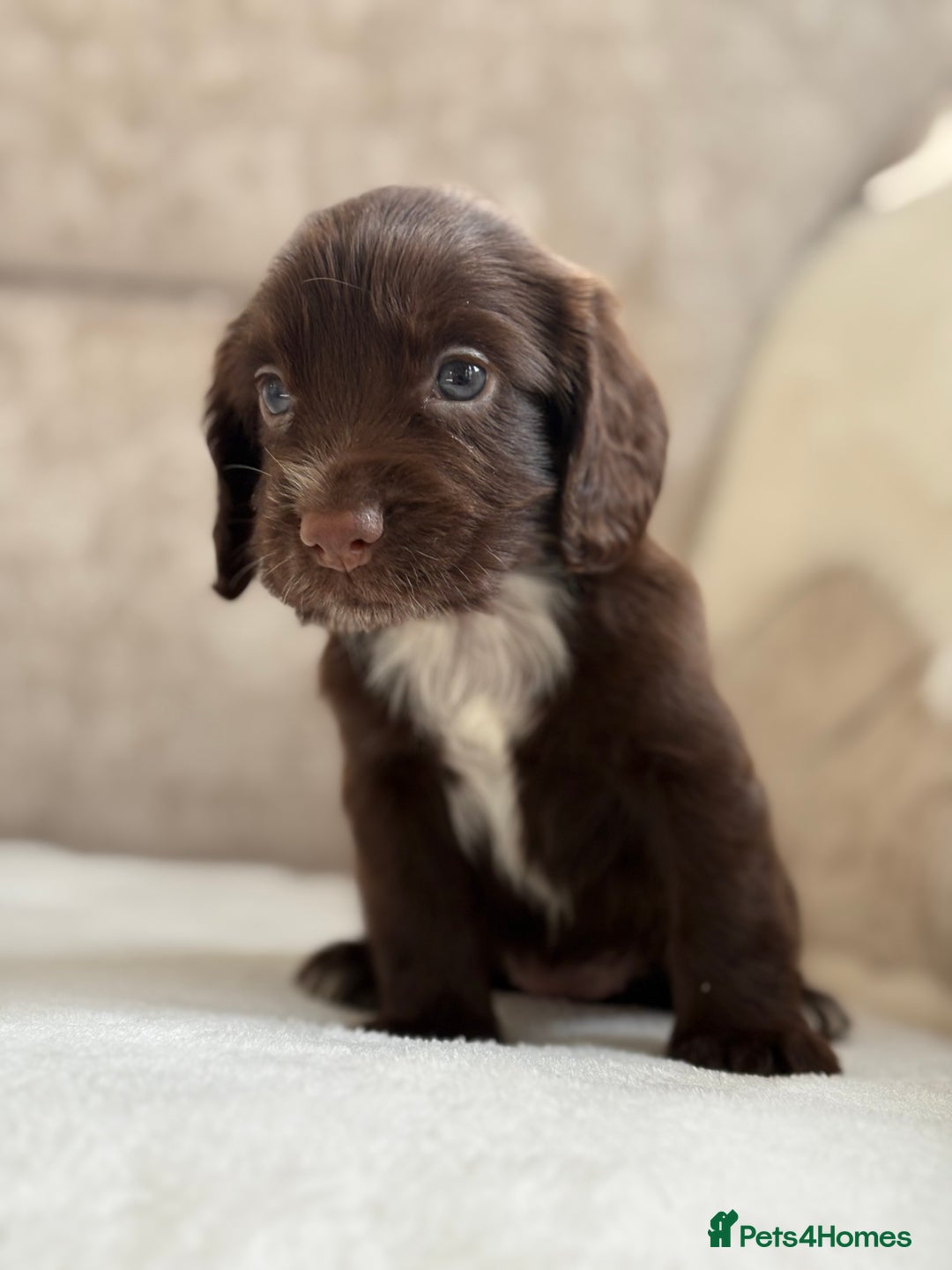 Cocker Spaniel dogs for sale: Stunning cocker spaniel puppies  - Image 8