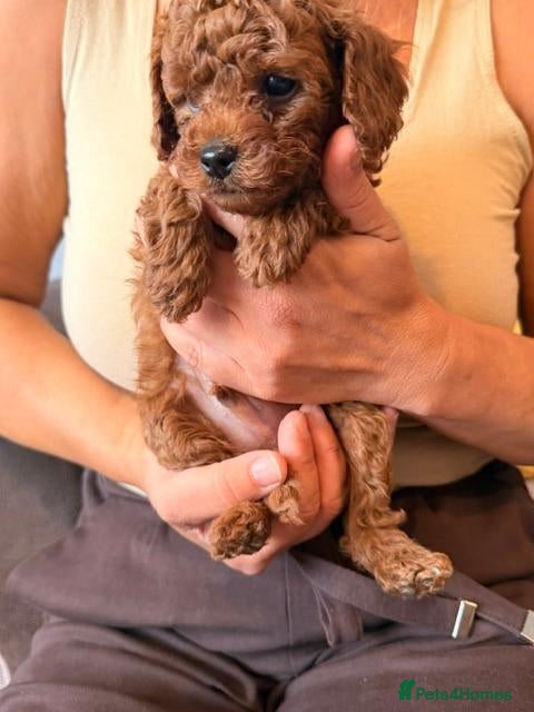 Toy Poodle dogs Reduced Price – Last Red Asian  Toy Poodle Boy - Advert 4