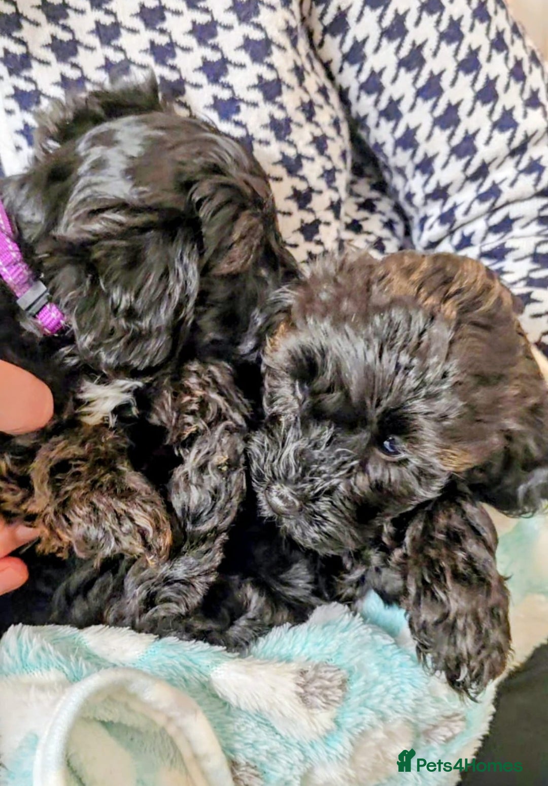 Yorkiepoo dogs for sale: GENUINE F1 YORKIEPOO PUPPIES  - Advert 20