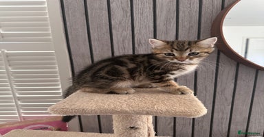 British Shorthair cats - Advert 15