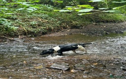 English Springer Spaniel dogs for sale: Kc registered springer spaniels ready now - Image 4