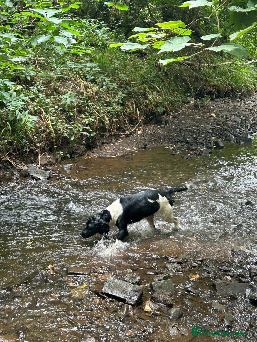 English Springer Spaniel dogs for sale: Kc registered springer spaniels ready now - Image 4