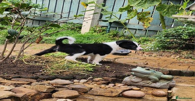 Border Collie dogs - Advert 6
