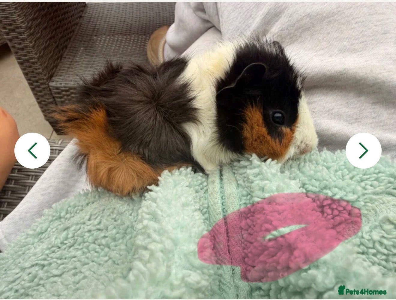 Guinea Pig rodents for sale: Baby guinea pigs ready now - Advert 1