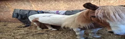 Irish Cob horses for sale: Champ cob cross  in Thatcham - Advert 4
