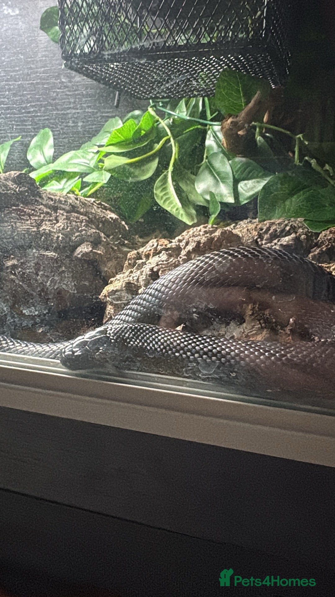 King Snake reptiles Mexican Black Kingsnake - Advert 7