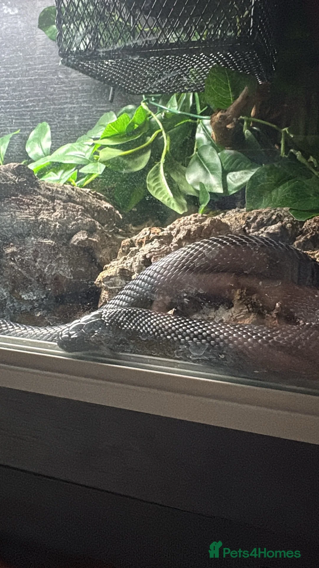 King Snake reptiles for sale: Mexican Black Kingsnake in Nottingham - Advert 1