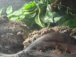 King Snake reptiles Mexican Black Kingsnake - Advert 18