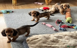 Miniature Dachshund dogs for sale: Longhaired shaded red puppies - Image 5