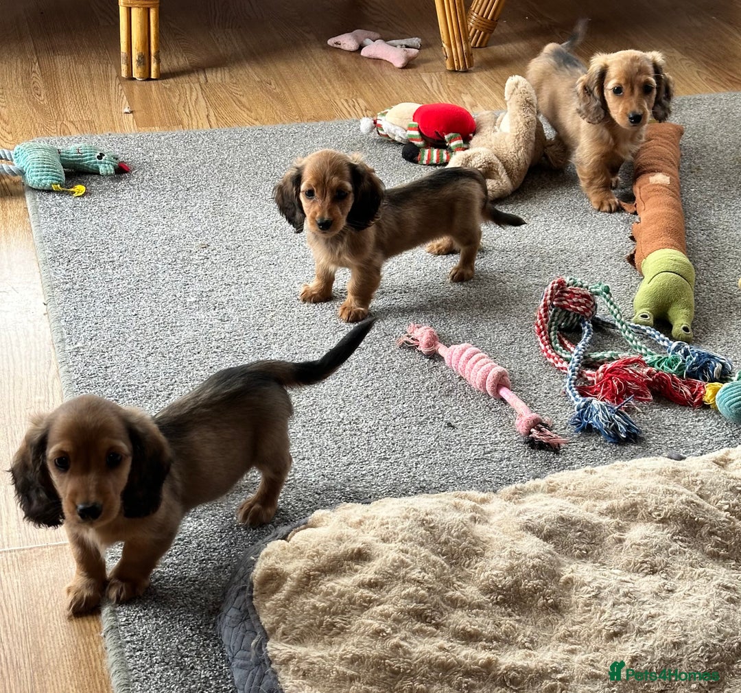 Miniature Dachshund dogs for sale: Longhaired shaded red puppies - Image 5