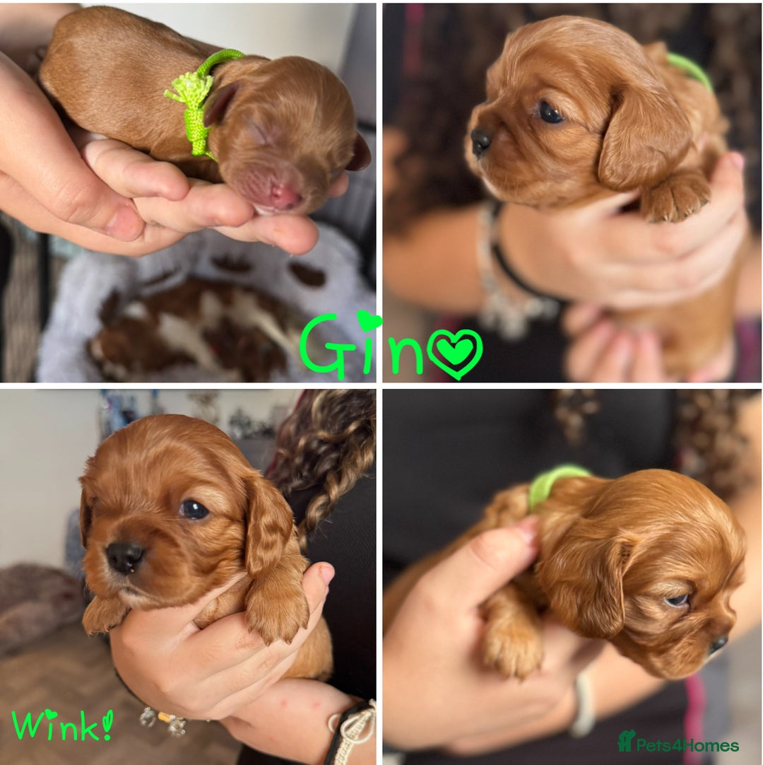 Cavalier King Charles Spaniel dogs for sale: Beautiful Ruby Cavalier King Charles Pups  - Image 14