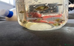 Cichlids fish for sale: Juvenile electric blue acaras - Image 4