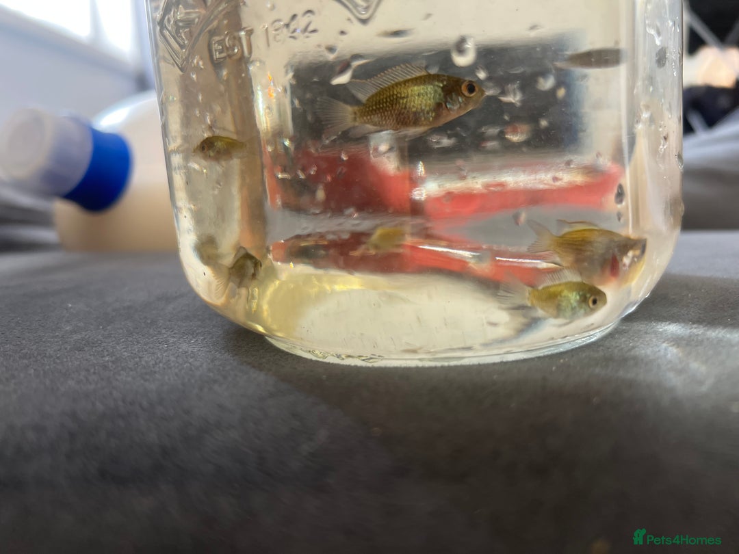 Cichlids fish for sale: Juvenile electric blue acaras - Image 4