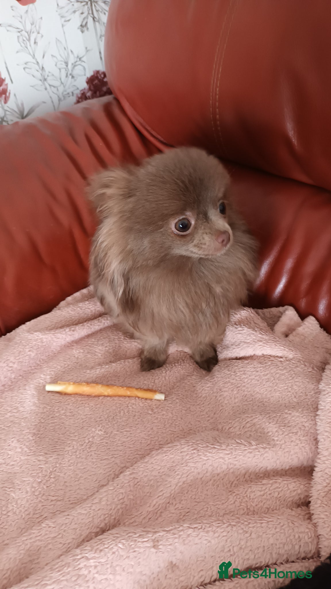Pomeranian dogs for sale: 4 boy pomeranian, Russian line - Advert 4