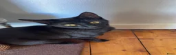 Domestic Shorthair cats for sale: Olive  in Wolverhampton - Advert 5