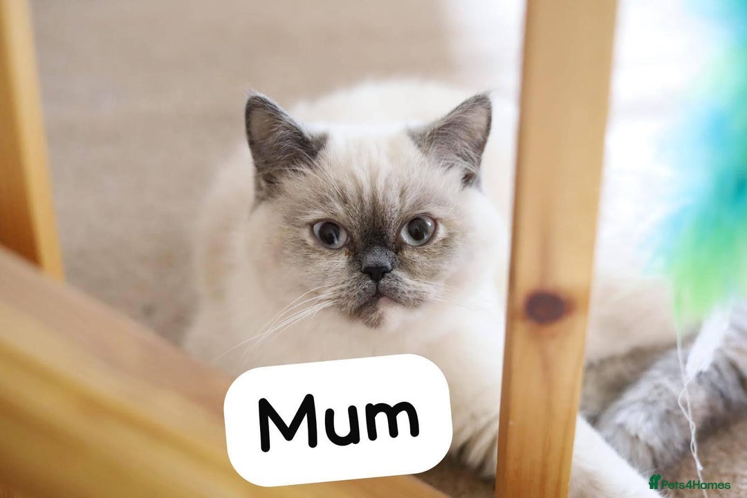 Persian cats for sale: Incredible exotic Persian kittens - Advert 13