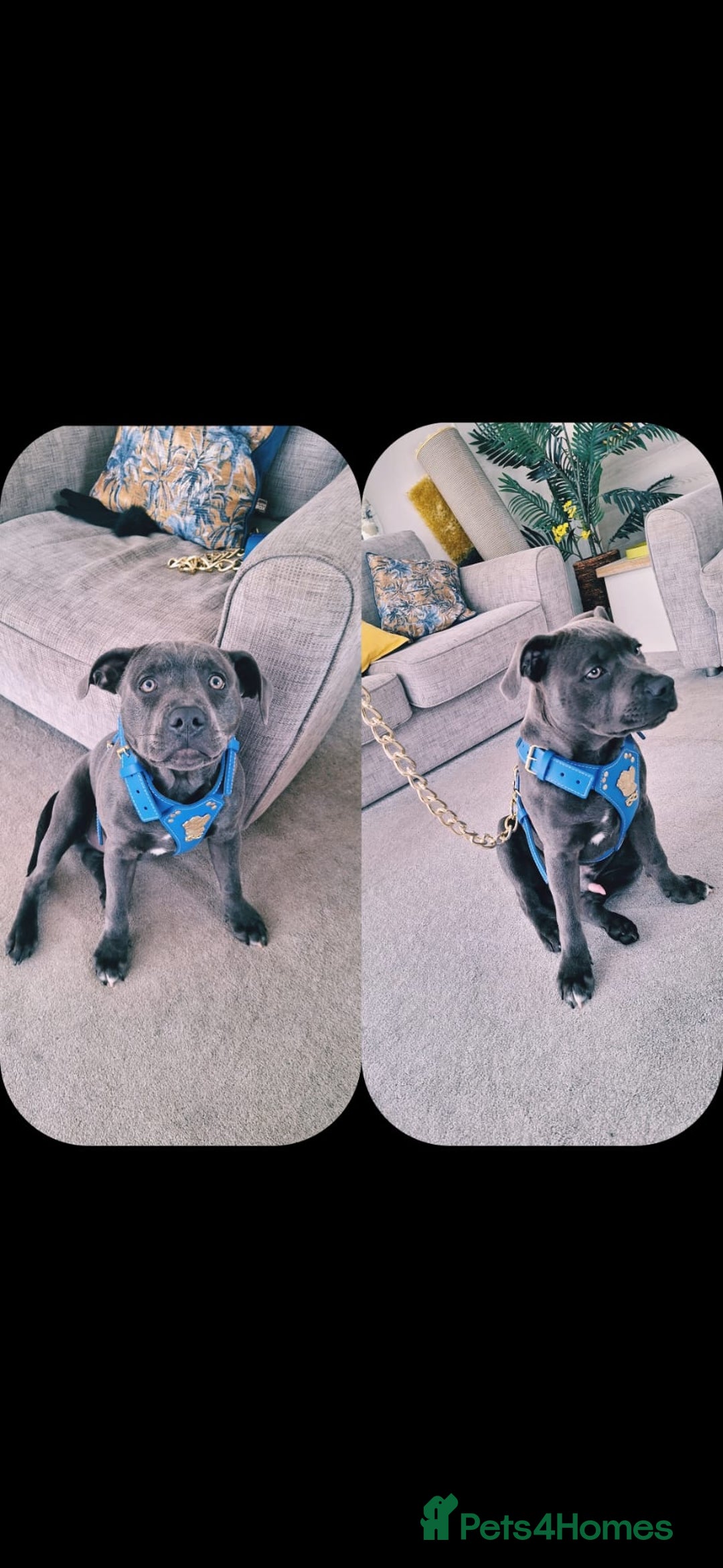 Staffordshire Bull Terrier dogs for stud: **FOR STUD** KC REGISTERED BLUE STAFF BULL TERRIOR - Advert 9